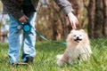 A woman plays with a white fluffy cute Pomeranian. There is a green park in the background. Walking with the dog Royalty Free Stock Photo