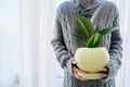 Woman with potted home plant in hands, rubber ficus