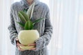 Woman with potted home plant in hands, rubber ficus