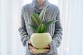 Woman with potted home plant in hands, rubber ficus