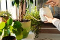 Female pour water in flower pot with indoor houseplant on windowsill working with plants as hobby Royalty Free Stock Photo