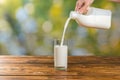 Woman pouring fresh milk into a glass on green background Royalty Free Stock Photo