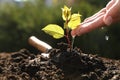 Woman pouring seedling in fresh soil outdoors, closeup. Planting tree Royalty Free Stock Photo