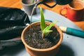 Woman pouring water on soil in flower pot, growing plants at home Royalty Free Stock Photo