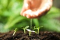 Woman pouring water in soil, focus on seedlings Royalty Free Stock Photo