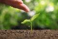 Woman pouring water on young seedling in soil against blurred background Royalty Free Stock Photo