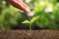 Woman pouring water on young seedling in soil against blurred background Royalty Free Stock Photo