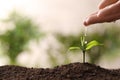Woman pouring water on young seedling in soil against blurred background, closeup. Space for text Royalty Free Stock Photo