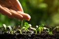 Woman pouring water on young seedling in soil outdoors, closeup Royalty Free Stock Photo