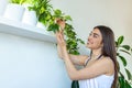 woman pours water into a flower pot, she cares for house plants. Young woman watering her plants