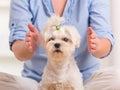 Woman practicing reiki therapy Royalty Free Stock Photo