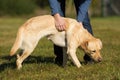 Woman praises her labrador Royalty Free Stock Photo