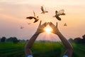 Woman praying and free bird enjoying nature on sunset background, hope concept