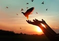 Woman praying and free birds to nature on sunset background Royalty Free Stock Photo