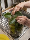 Woman preparing cucumbers for marinating