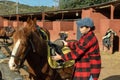 Woman preparing horse for walk - putting on a saddle and bridle Royalty Free Stock Photo