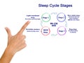 Presenting Sleep Cycle Stages Royalty Free Stock Photo