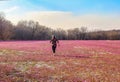 Woman with pretty flowered shirt running across a field of pink and purple flowers in early spring - back to camera Royalty Free Stock Photo