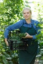 Woman gardener holding crate with habichuela in sunny greenhouse