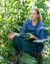 Woman professional gardener picking harvest of habichuela to crate