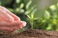 Woman protecting young green seedling in soil against blurred background, closeup Royalty Free Stock Photo