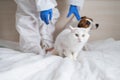 A woman in a protective suit is holding a dog and a cat Royalty Free Stock Photo