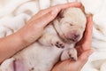 Woman providing a cozy place to sleep for a cute newborn puppy d Royalty Free Stock Photo