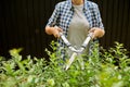 Woman with pruner cutting branches at garden