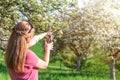 Woman pruning blooming fruit tree in garden Royalty Free Stock Photo