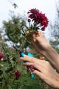 Woman pruning pink flowers by secateurs in garden, closeup Royalty Free Stock Photo