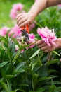 Woman pruning pink peonies flowers for bouquet with secateurs in the garden. large photo of the cropping process Royalty Free Stock Photo