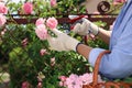 Woman pruning rose bush in blooming garden, closeup