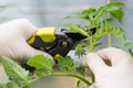 Woman is pruning tomato plant branches in the greenhouse Royalty Free Stock Photo