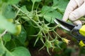 Woman is pruning tomato plant branches in the greenhouse Royalty Free Stock Photo