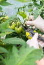 Woman is pruning tomato plant branches in the greenhouse Royalty Free Stock Photo