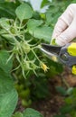 Woman is pruning tomato plant branches in the greenhouse Royalty Free Stock Photo