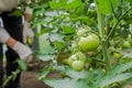 Woman is pruning tomato plant branches in the greenhouse Royalty Free Stock Photo