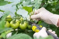 Woman is pruning tomato plant branches in the greenhouse Royalty Free Stock Photo