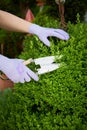 Woman pruning a topiary or box wood hedge in spring Royalty Free Stock Photo