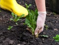 A Woman pulling out weeds Royalty Free Stock Photo