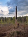 A woman pushes a dry tree