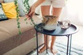 Woman put plant String of hearts on coffee table for cozy interior. Housewife taking care of home flowers