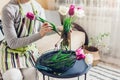 Woman puts bouquet of tulips flowers in vase with water at home. Fresh blooms picked up in basket. Interior and decor Royalty Free Stock Photo