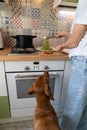 Woman puts the fettuccine pesto paste from saucepan on a plate, dog begging nearby