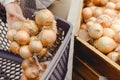 Woman puts mesh bag with onions into trolley for purchases in supermarket, farm food, vegetables Royalty Free Stock Photo