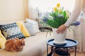 Woman puts pot with spring flowers on table. Housewife taking care of coziness in apartment. Interior and decor Royalty Free Stock Photo