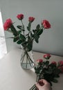 A woman puts roses in a vase of the house on the table by the window Royalty Free Stock Photo