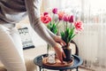 Woman puts vase with tulips flowers on table. Housewife taking care of coziness at home. Interior and spring decor Royalty Free Stock Photo