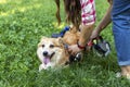 A woman puts a wheelchair on her paraplegic dog.