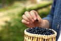 Woman putting bilberry into wicker bowl outdoors, closeup. Space for text Royalty Free Stock Photo